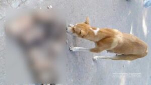 pabna-dog-011225-01-1764605083